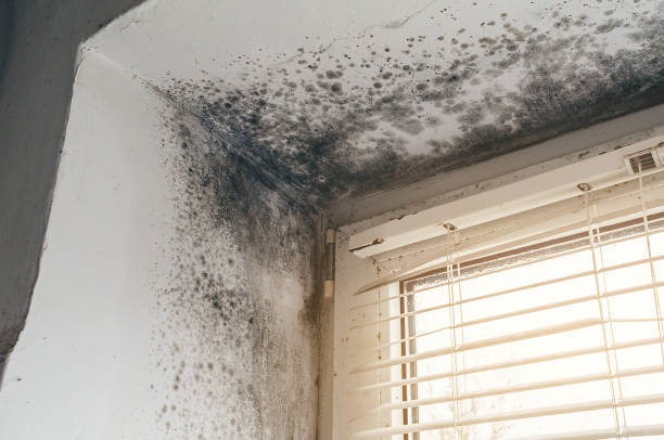 Affordable Bathroom Mold Removal solutions in Marion, VA
